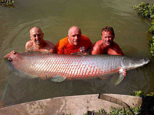 Arapaima Fishing Thailand.