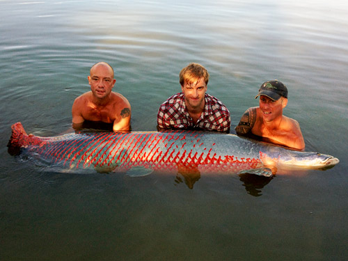 Arapaima Fishing.