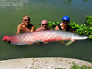 Arapaima from Krabi.