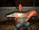 Arapaima.