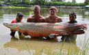 Arapaima from Palm Tree Lagoon.