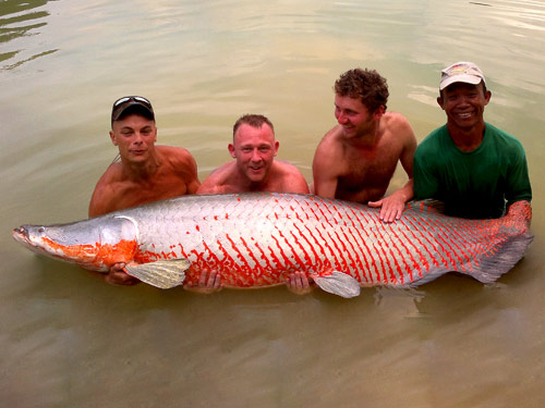 Arapaima from Exotic Fishing Thailand.