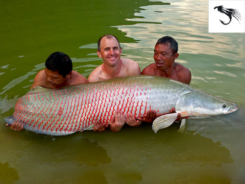 Arapaima at EFT.