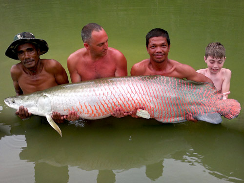 Arapaima from Exotic Fishing Thailand.