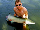 Arapaima at Sawai Lake.