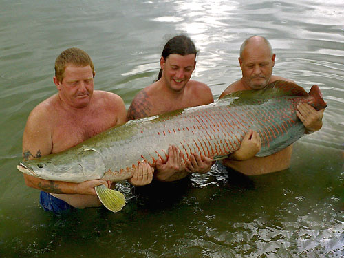 Arapaima from Krabi.