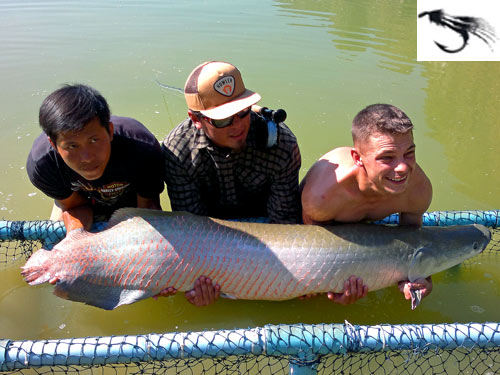 Arapaima from EFT.