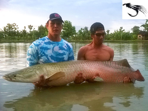 Arapaima from Bangkok Predator Fishing.