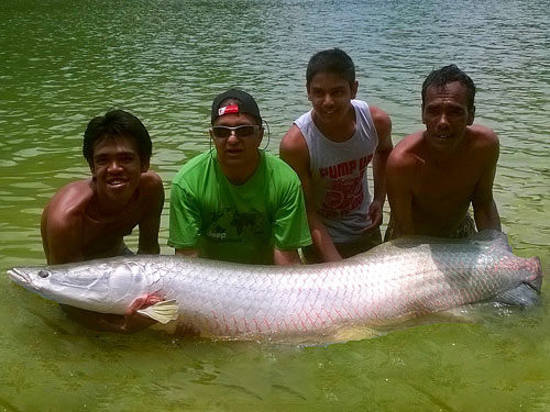 Arapaima Thailand.