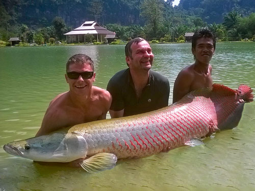 Arapaima.