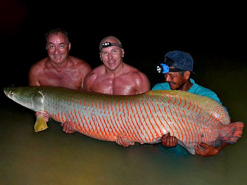 Arapaima at EFT.