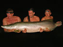 Arapaima from Krabi.