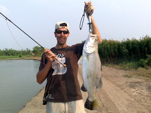 Barramundi on fly from Boon Mar Ponds Bangkok.