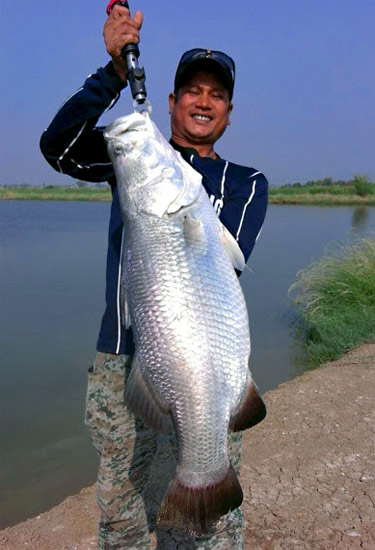 Huge Barramundi!