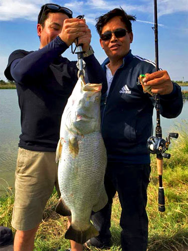 Huge Barramundi.