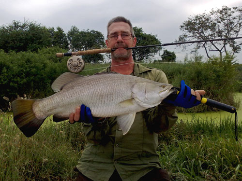 Barramundi on fly from Boon Mar Ponds Bangkok.