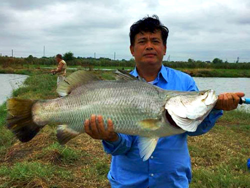 Huge Barramundi!