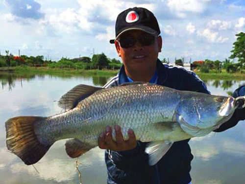 Barramundi.