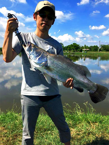 Average size Barra.