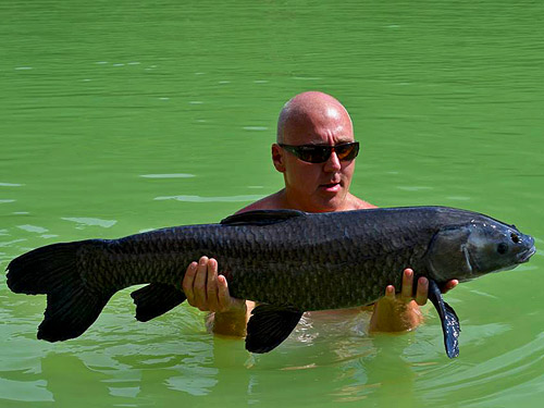 Chinese Black Carp