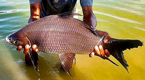 Black Shark Carp.