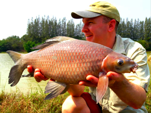 Black Shark Carp.