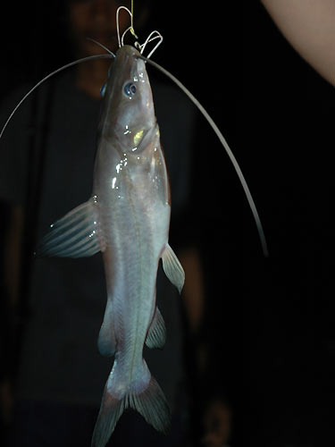 Blue-eyed Catfish from Cheow Lan.