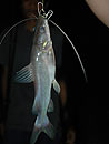 Blue-eyed Catfish from Cheow Lan.