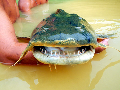 Goonch Catfish from EFT.