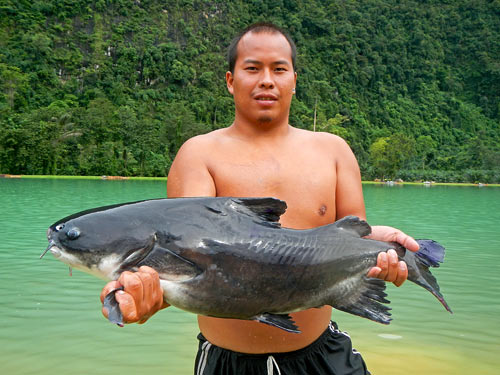 Rita Sacredotum Catfish