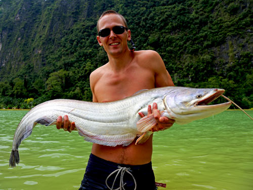 Wallagoo Attu Catfish.