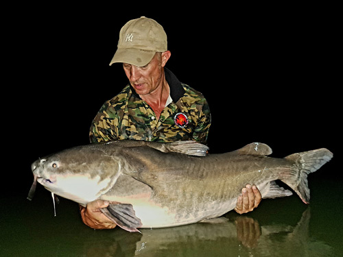 Salween Rita Catfish.