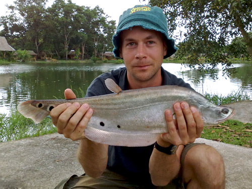 Featherback from Sawai Lake Phuket.