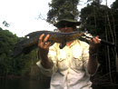 Cobra Snakehead.