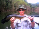 Cobra Snakehead.