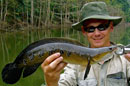 Beautiful Cobra Snakehead.