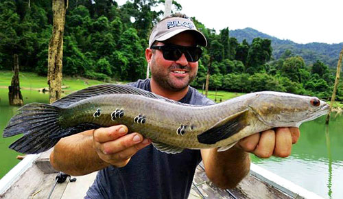 Cobra Snakehead in the jungle!