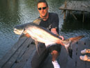 Giant Catfish from Bangkok.