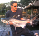 Giant Catfish from Bungsam Lan.