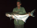 Giant Catfish from Bungsam Lan.