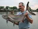 Giant Catfish from Bangkok.