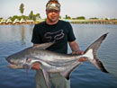 Giant Catfish from Bungsam Lan.