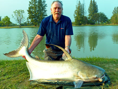 XXL Cheow Phraya Catfish.