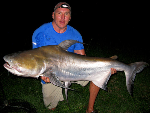 Cheow Phraya Catfish caught on chicken bait.