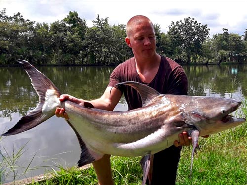 Cheow Phraya Catfish from Taipar Lake.