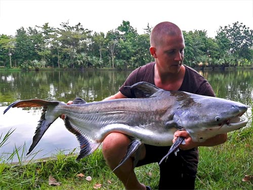 Massive Cheow Phraya Catfish from IT Monster Lake.