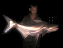 Giant Catfish from Bungsam Lan.