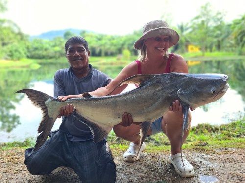 Cheow Phraya Catfish at Khao Lak Fishing Park.