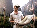 Giant Featherback from Cheow Lan Lake.