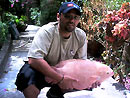 Giant Gourami from Par Lai Lake.